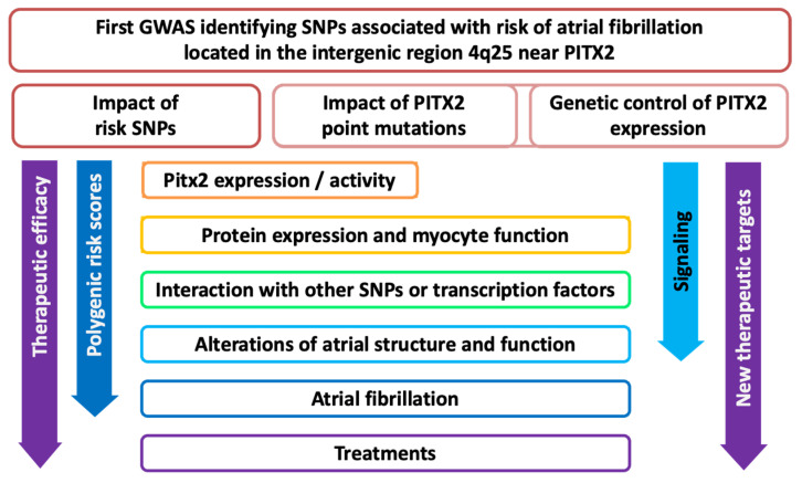 Single-Nucleotide Polymorphisms, <i>PITX2</i> and Abnormal Electrical Activity in Atrial Fibrillation.