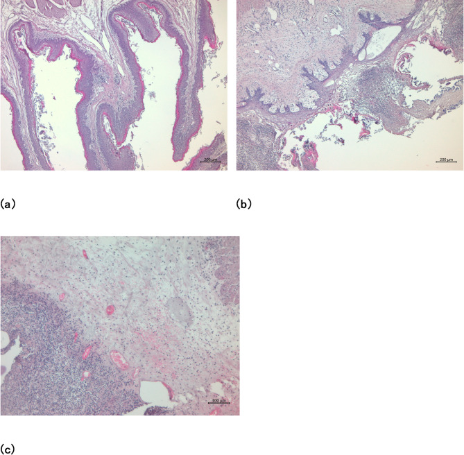 Chicory modulates the rumen environment in lambs with endoparasites.