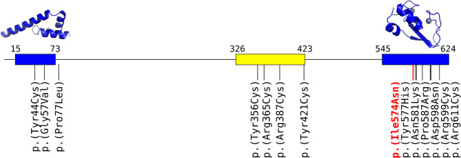 A novel missense variant at the site of interaction between RLIM and E2 ubiquitin-conjugating enzymes causes Tønne-Kalscheuer syndrome.