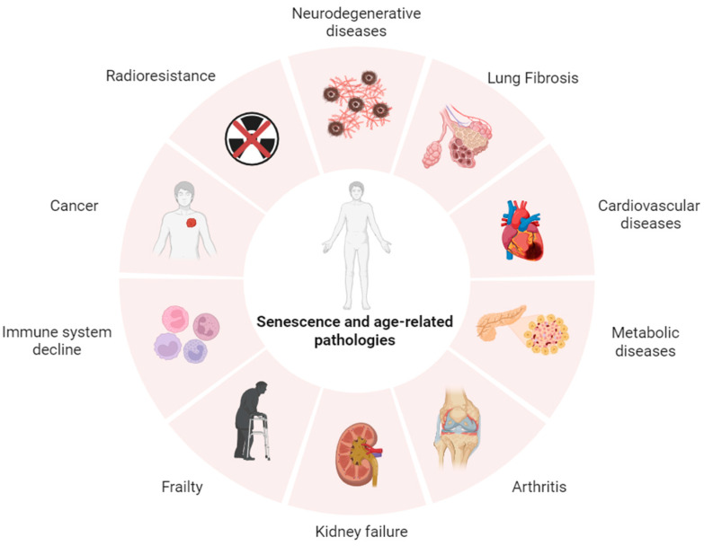 Emerging Radioligands as Tools to Track Multi-Organ Senescence.