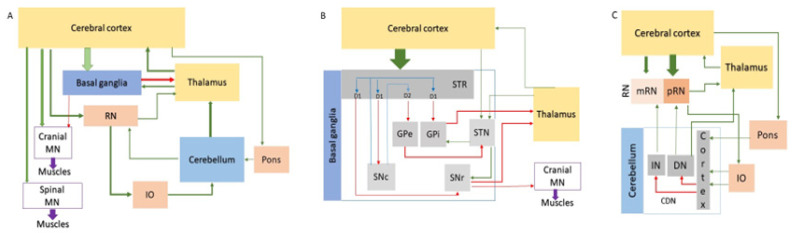 Challenges in Polyglutamine Diseases: From Dysfunctional Neuronal Circuitries to Neuron-Specific CAG Repeat Instability.