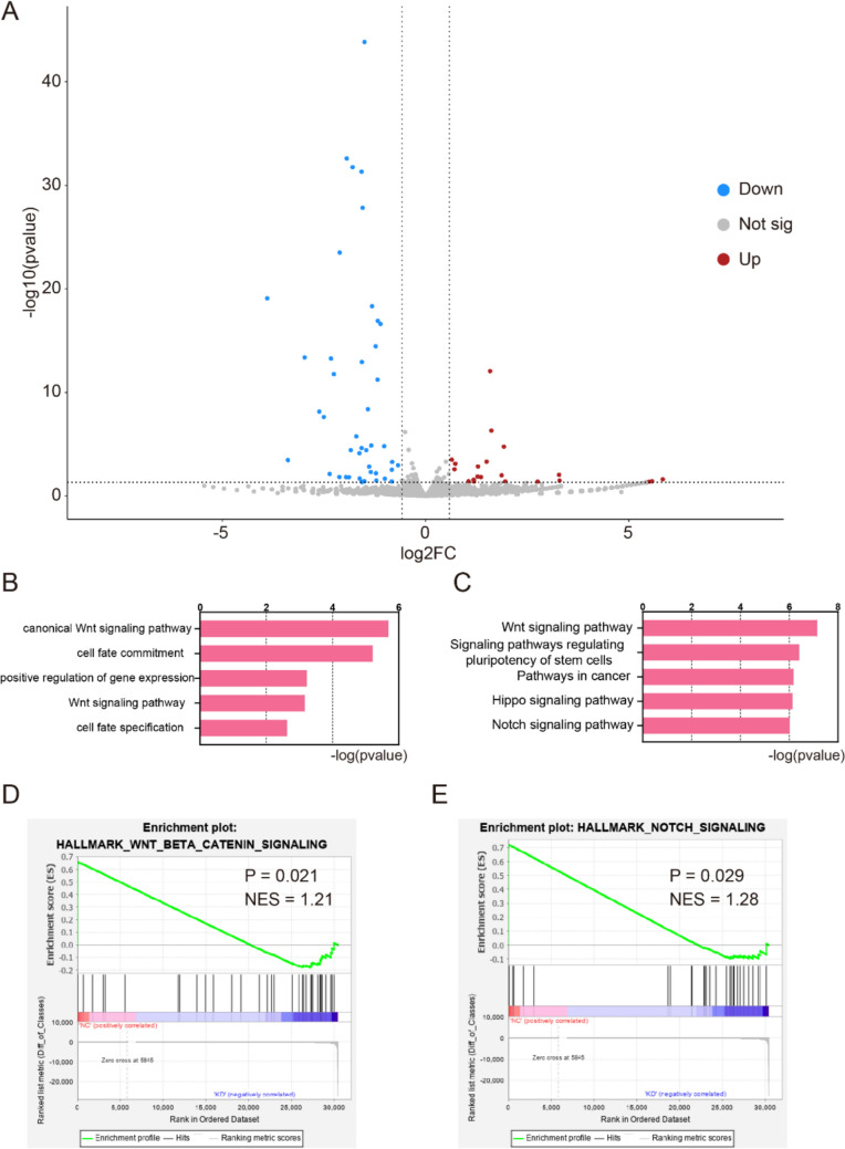 Deciphering the crucial role of IGF2BP3 in modulating stemness traits of salivary adenoid cystic carcinoma.