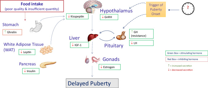 Adolescence as a key developmental window for nutrition promotion and cardiometabolic disease prevention.