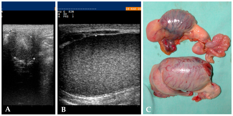 Cryptorchidism in Equid: A Retrospective Study on Diagnostic Approach, Anaesthesia Management, Surgical Treatment and Outcomes.