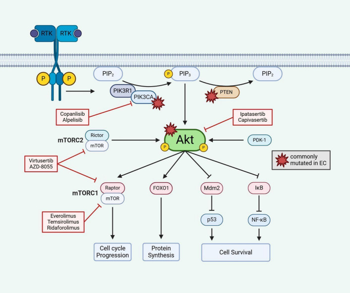 Endometrial cancer: from clinical reality to molecular treatment.