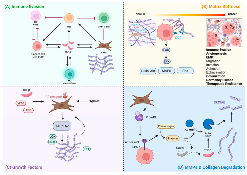 The Duality of Collagens in Metastases of Solid Tumors.