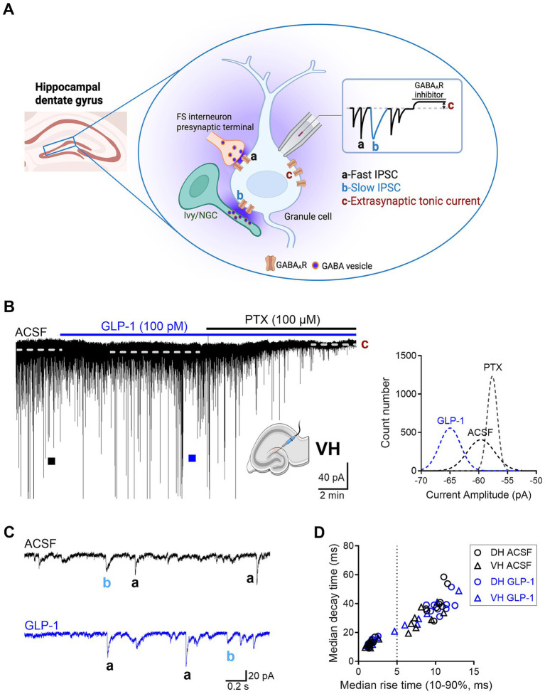 GLP-1 selectively enhances tonic GABA<sub>A</sub> receptor-mediated currents in mouse dentate gyrus granule cells of the ventral hippocampus.
