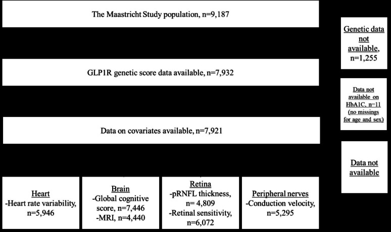 Genetic variation in the glucagon-like peptide-1 receptor protein encoding region is associated with higher heart rate variability, but not with neurodegeneration of the brain, retina, and peripheral nerves: The Maastricht study.
