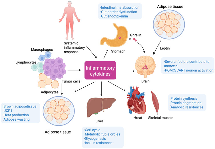 Advancing the Understanding and Treatment of Cancer Cachexia: Mechanisms, Therapeutic Approaches, and Future Opportunities.