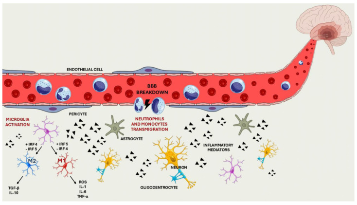 Tracing Inflammation in Ischemic Stroke: Biomarkers and Clinical Insight.