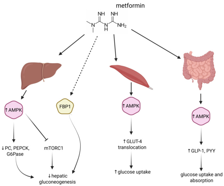 From Diabetes to Degenerative Diseases: The Multifaceted Action of Metformin.
