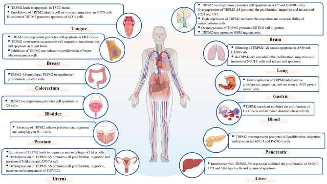 TRPM2: a pivotal player in tumor progression and a promising therapeutic target.