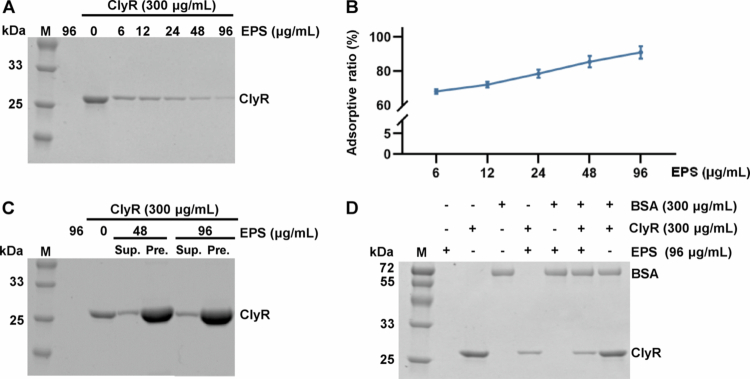 <b>Water-insoluble exopolysaccharide synthesized by glucosyltransferases mediates the antibacterial activity of ClyR against</b> <i><b>Streptococcus mutans</b></i>.