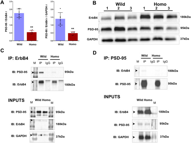 Exploration of schizophrenia-related behavioral and molecular abnormalities in a mutant mouse model with a mutation in the TVV motif of the ErbB4 gene.