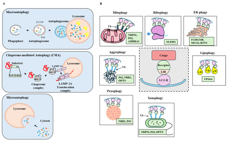 Crosstalk Between Allergic Inflammation and Autophagy.
