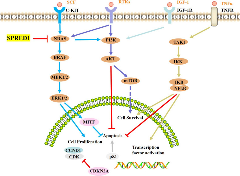 The role of SPRED1 mutation in melanoma.