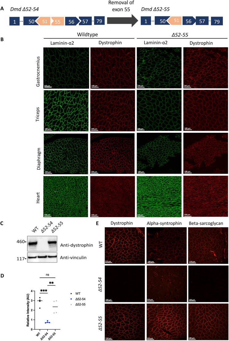 Generation and characterization of a mouse model of Becker muscular dystrophy with a deletion of Dmd exons 52 to 55.