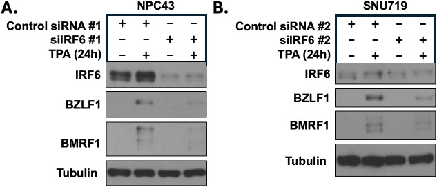 Correction: IRF6 controls Epstein-Barr virus (EBV) lytic reactivation and differentiation in EBV-infected epithelial cells.