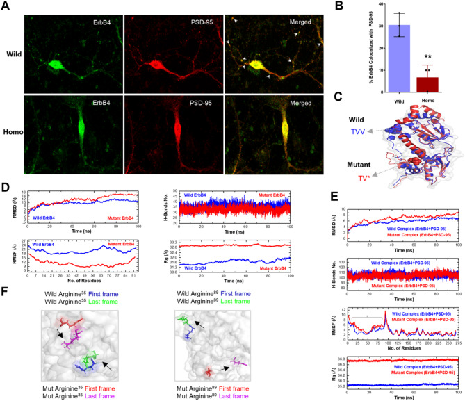 Exploration of schizophrenia-related behavioral and molecular abnormalities in a mutant mouse model with a mutation in the TVV motif of the ErbB4 gene.