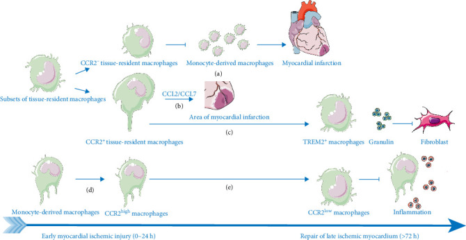 The Dual Role of Macrophages in MIRI and MI by Immunity and Inflammation: Damage, Repair, Crosstalk, and Therapy.
