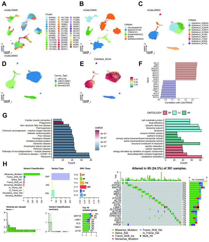 Single-cell transcriptomic insights into ccRCC: a stemness gene signature for prognosis and treatment response prediction.