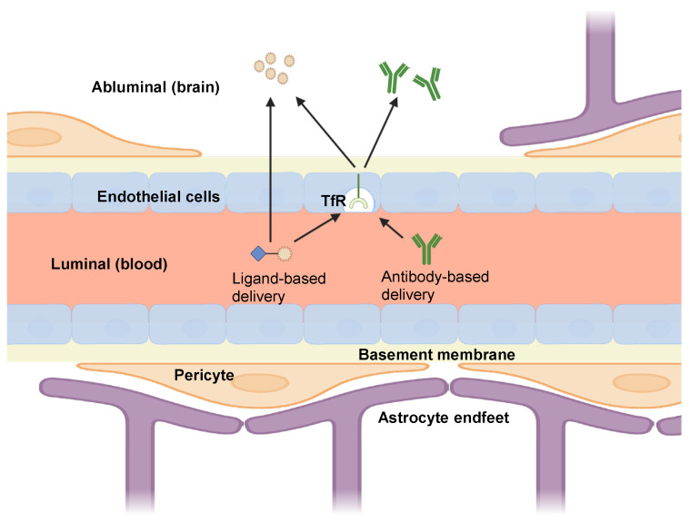 Targeting Transferrin Receptor 1 for Enhancing Drug Delivery Through the Blood-Brain Barrier for Alzheimer's Disease.