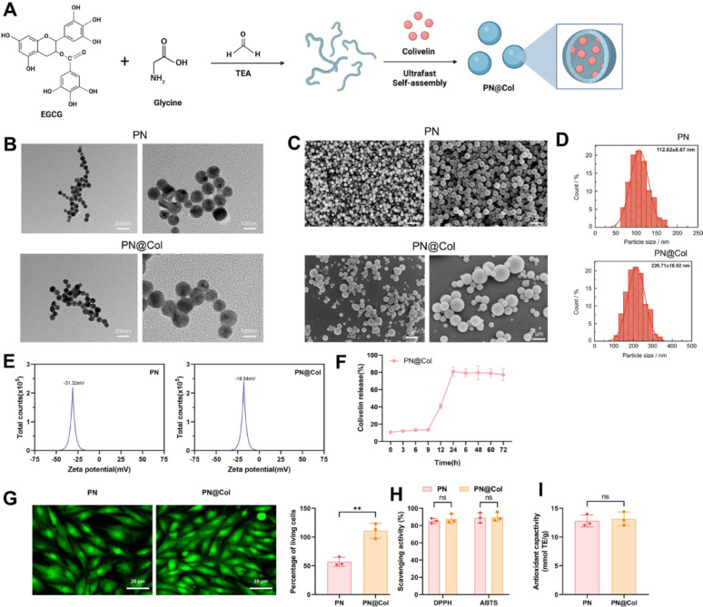 Correction: Single‑cell multi‑omics analysis reveals the mechanism of action of a novel antioxidant polyphenol nanoparticle loaded with STAT3 agonist in mediating cardiomyocyte ferroptosis to ameliorate age‑related heart failure.