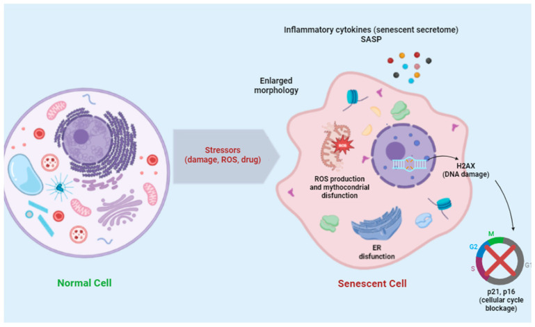 Emerging Radioligands as Tools to Track Multi-Organ Senescence.