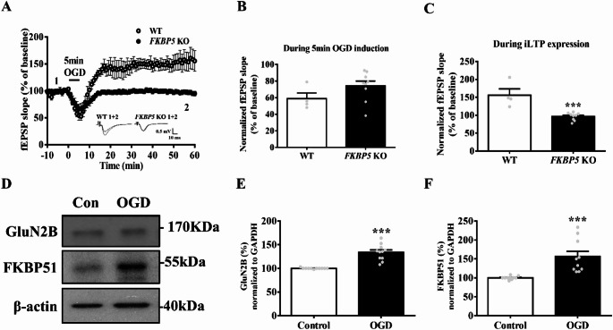 Regulation of Ischemic Long-Term Potentiation in GluN2B and FKBP51 Underlying Cathodal Direct Current Stimulation