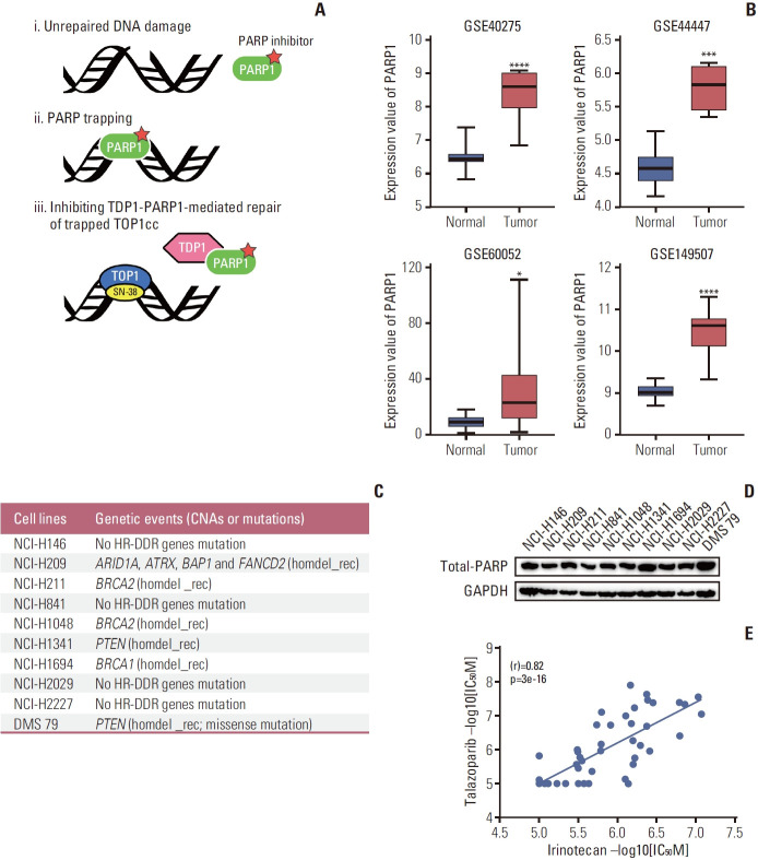 The Synergistic Effect of PARP Inhibitors and Irinotecan in Small Cell Lung Cancer Cells.