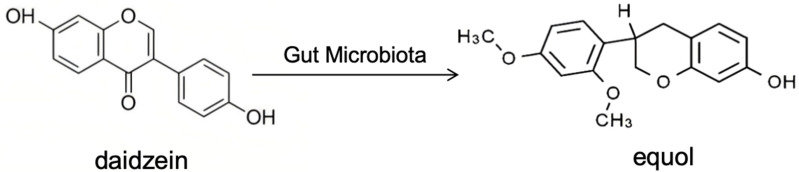 Beyond Hormone Replacement: Multifaceted Effects of Phytoestrogens for Optimizing Kinesiological and Physiological Adaptations in Postmenopausal Women.