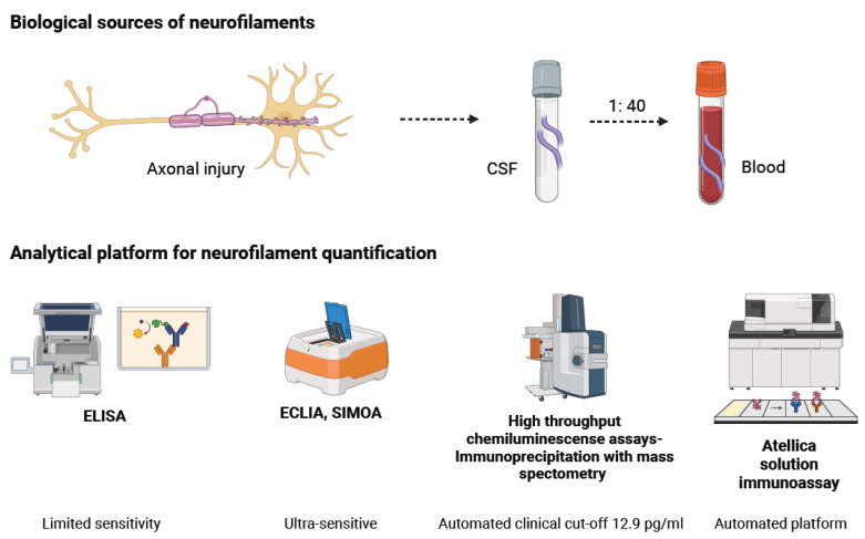Neurofilament Biomarkers in Neurology: From Neuroinflammation to Neurodegeneration, Bridging Established and Novel Analytical Advances with Clinical Practice.
