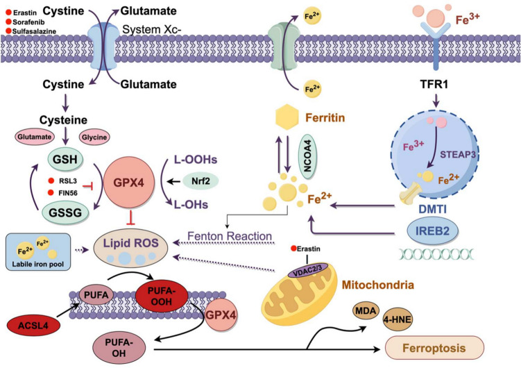 Emerging trends in cardiovascular diseases: the impact of ferroptosis and cuproptosis on cardiomyocyte death.