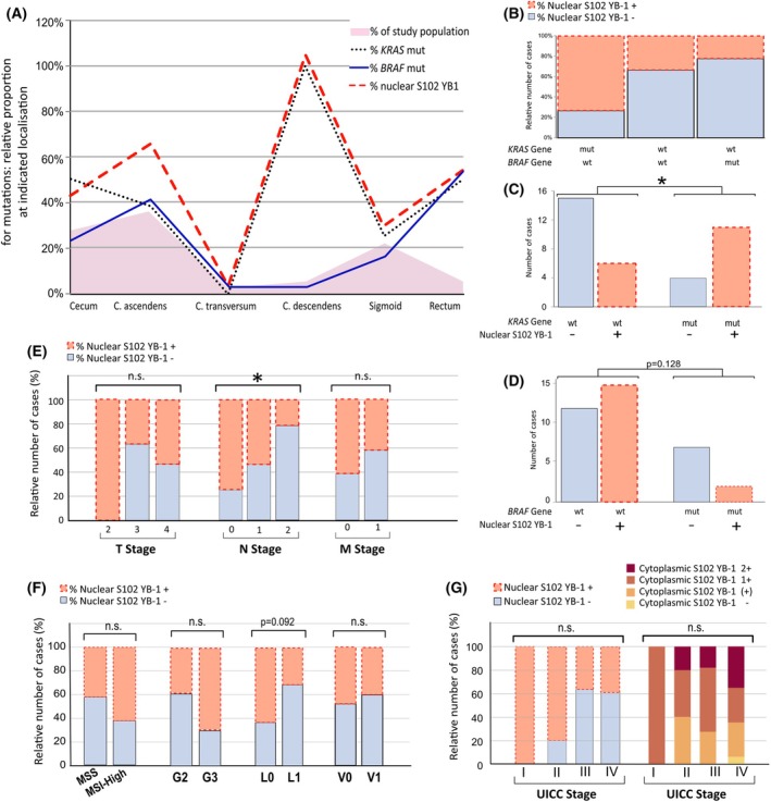 The subcellular distribution of phosphorylated Y-box-binding protein-1 at S102 in colorectal cancer patients, stratified by KRAS mutational status and clinicopathological features.