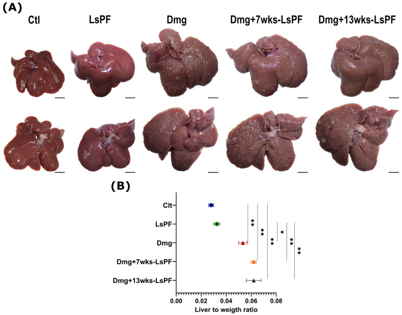 Effects of the Polar Fraction of <i>Lophocereus schottii</i> on Gene Expression and Hepatocyte Proliferation in a Wistar Rat Model of Hepatocellular Carcinoma.