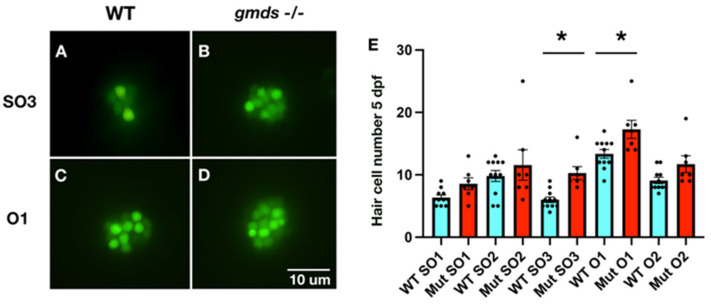 Mutation of the GDP-Fucose Biosynthesis Gene <i>gmds</i> Increases Hair Cell Number and Neuromast Regenerative Capacity in Zebrafish.