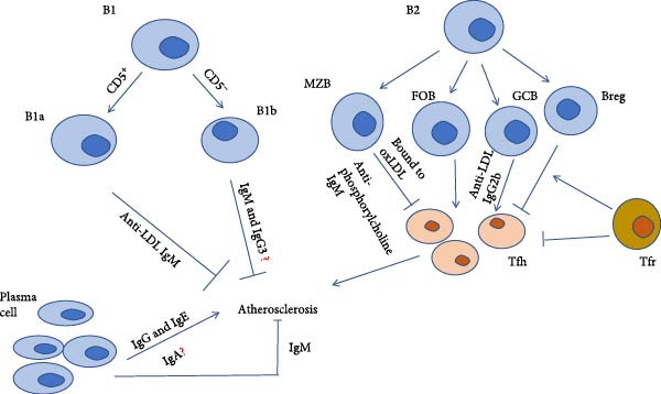 Follicular Helper T Cells: Potential Interventional Targets in Atherosclerosis.