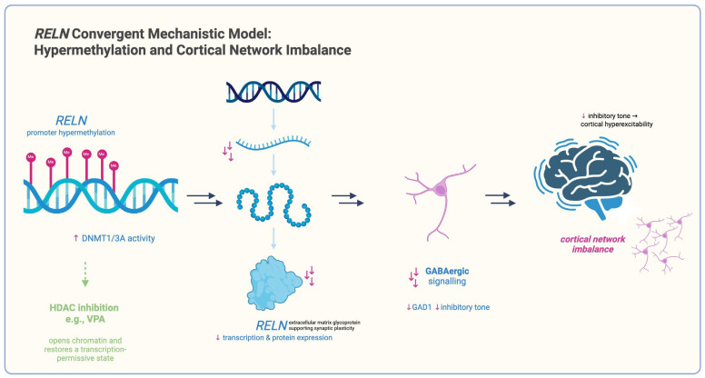 Molecular Signatures of Schizophrenia and Insights into Potential Biological Convergence.
