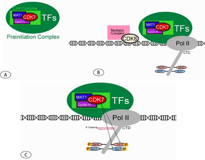 The molecular aspects in prostatic cancer, unraveling the role of CDKs in prostate cancer progression.