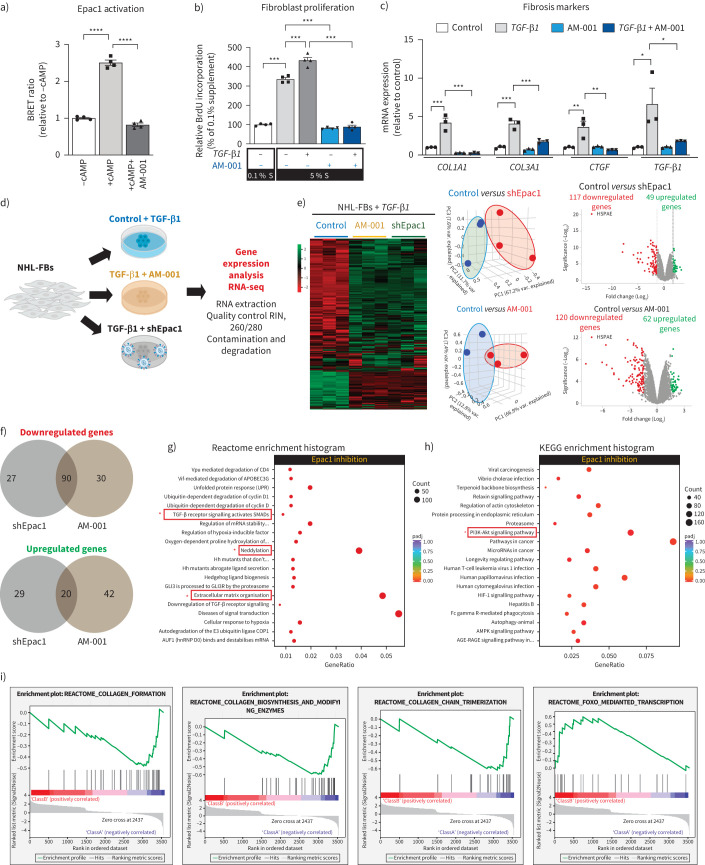 Pharmacological inhibition of Epac1 protects against pulmonary fibrosis by blocking FoxO3a neddylation.
