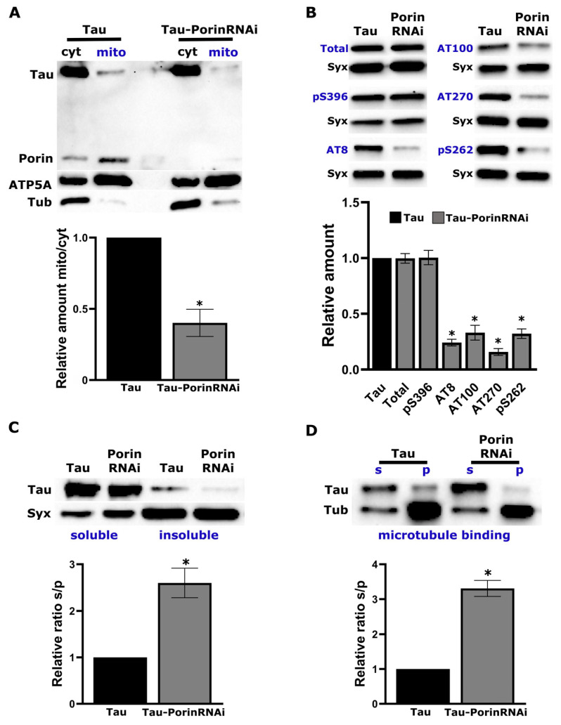Temporal Interactome Mapping of Human Tau in Drosophila Reveals Progressive Mitochondrial Engagement and Porin/VDAC1-Dependent Modulation of Toxicity.