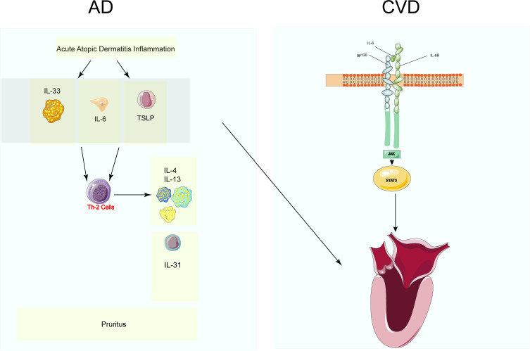 Inflamed Skin, Burdened Heart: A Multidisciplinary Perspective on Atopic Dermatitis and Cardiovascular Health.