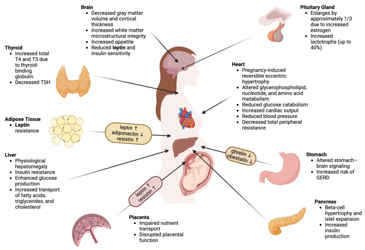 Impact of Maternal Overweight and Obesity on Adipokines During Pregnancy and Lactation.