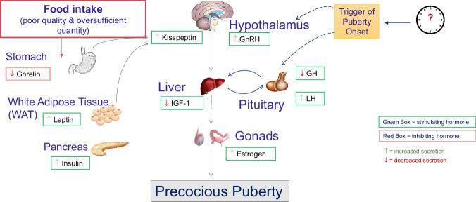 Adolescence as a key developmental window for nutrition promotion and cardiometabolic disease prevention.