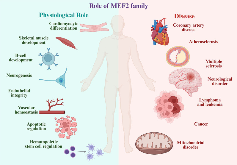 Role of human Myocyte Enhancer Factor 2 (MEF2) proteins in cancer: structural insights, functional diversity, and regulatory mechanisms.