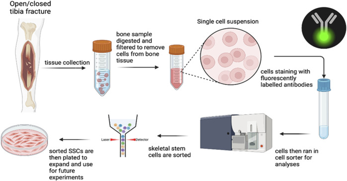 Characterization of human skeletal stem cells in closed and open tibia fractures: a single center pilot study.