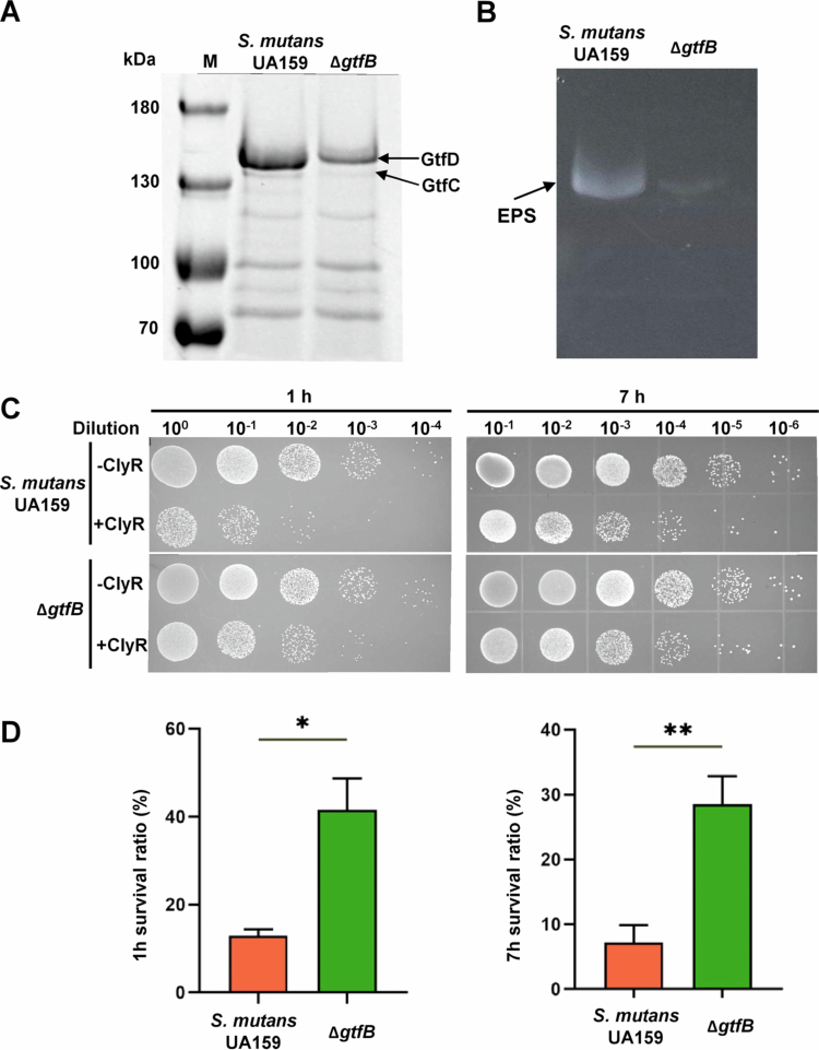 <b>Water-insoluble exopolysaccharide synthesized by glucosyltransferases mediates the antibacterial activity of ClyR against</b> <i><b>Streptococcus mutans</b></i>.
