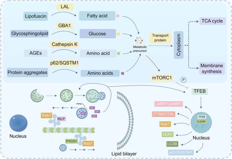 From "lysosomal addiction" to targeted therapies: exploiting novel windows in colorectal cancer.