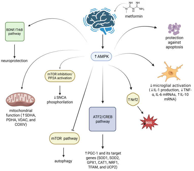 From Diabetes to Degenerative Diseases: The Multifaceted Action of Metformin.