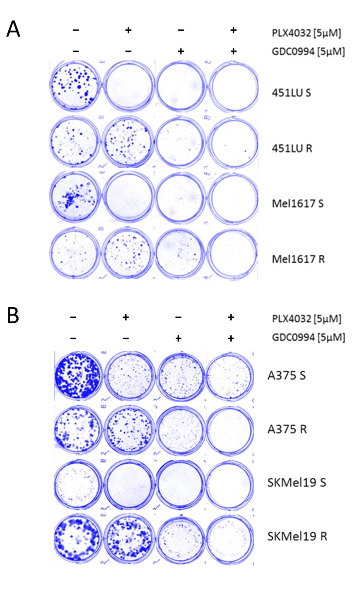 Combinatorial ERK Inhibition Enhances MAPK Pathway Suppression in BRAF-Mutant Melanoma.